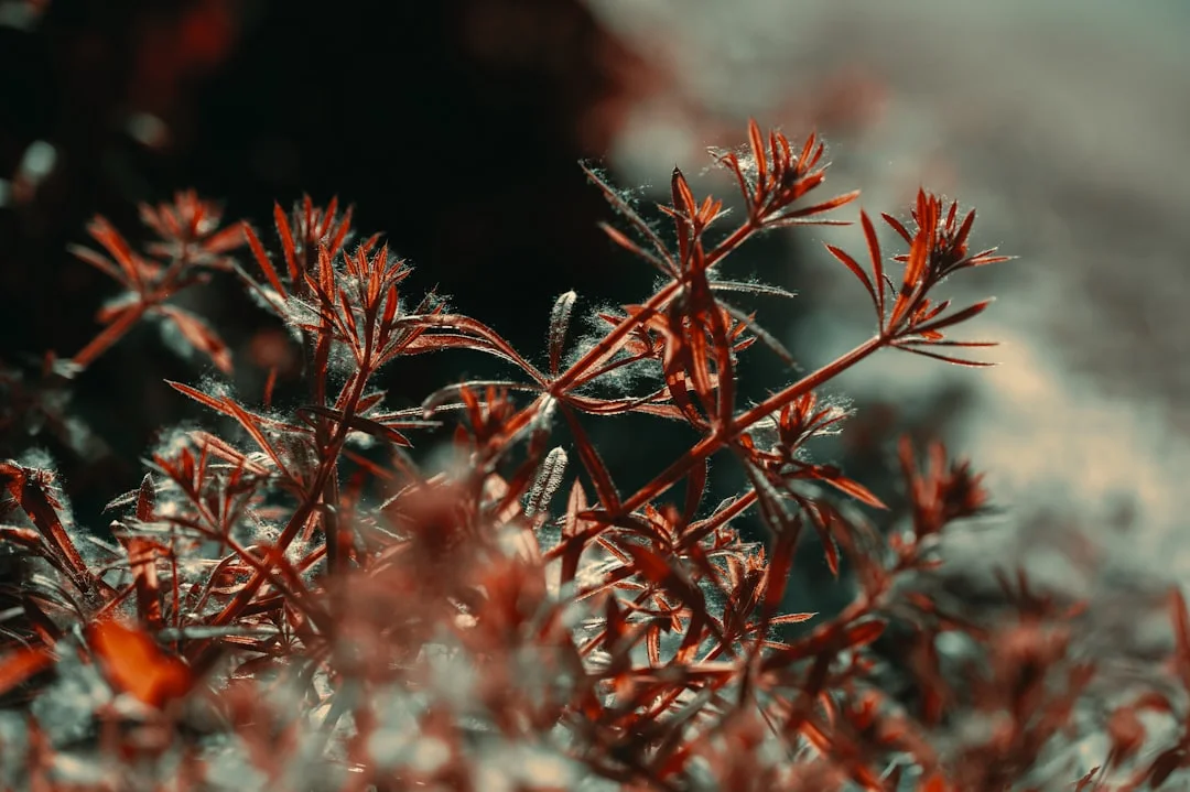 Perder dinero en los sueños ¿Qué significa perder dinero en los sueños? chinese metaphysics illustration zen style