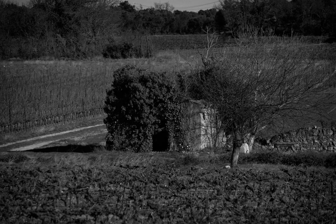 Dream About Lost Dogs What Does It Mean to Dream About Lost Dogs? chinese metaphysics illustration zen style