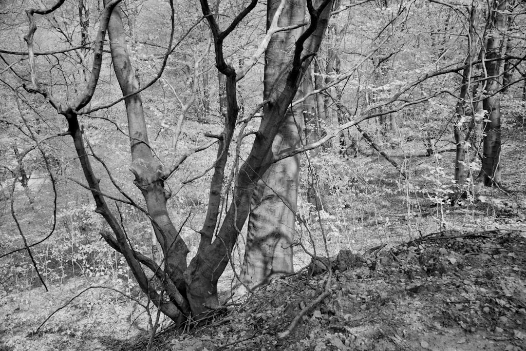 Dream about magic What Does It Mean to Dream About Magic? chinese metaphysics illustration zen style