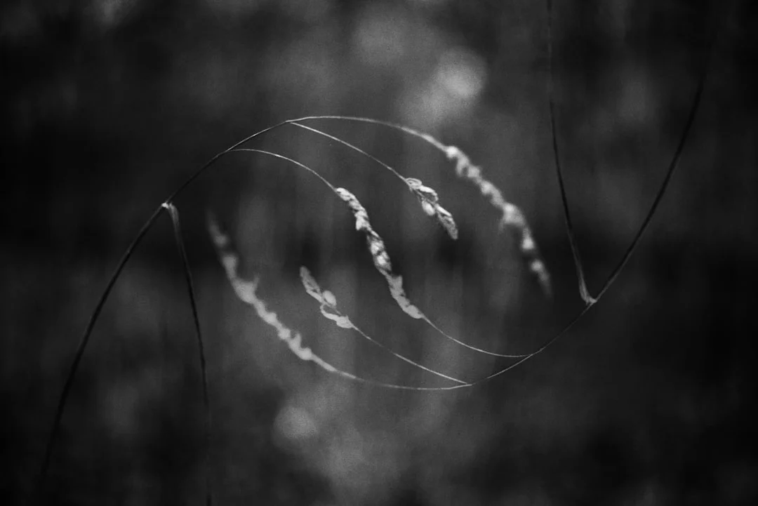 Pesadillas en Sueños ¿Qué significa soñar con pesadillas? chinese metaphysics illustration zen style