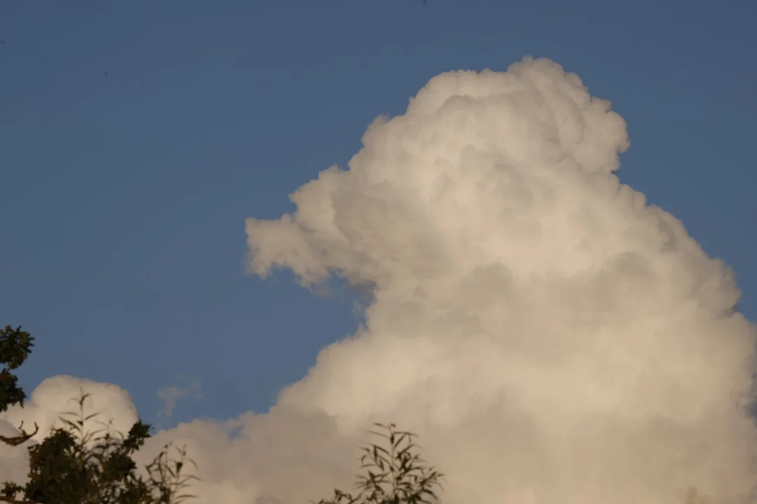 soñar con perros ¿Qué significa soñar con perros? chinese metaphysics illustration zen style