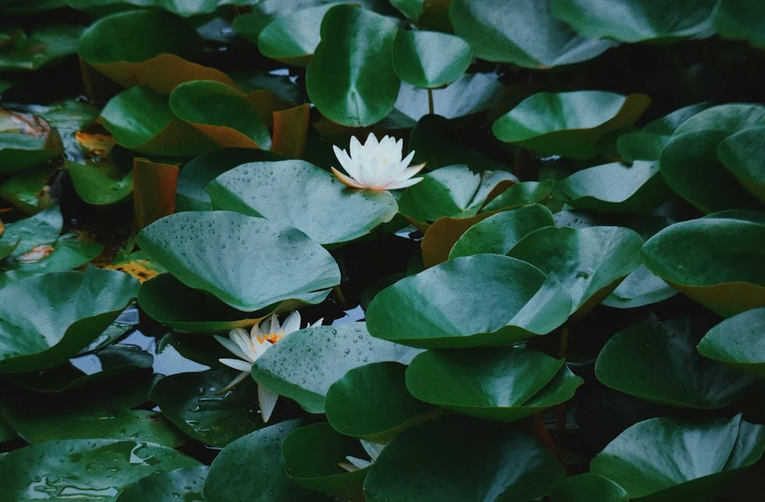 Sueños de Renacimiento ¿Qué significa soñar con el renacimiento? chinese metaphysics illustration zen style