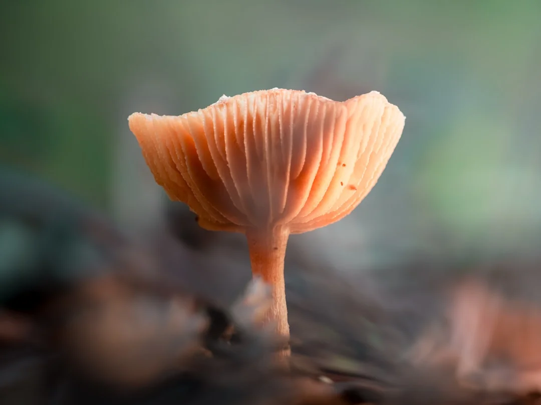 Dream About Reconciliation What Does It Mean to Dream About Reconciliation? chinese metaphysics illustration zen style