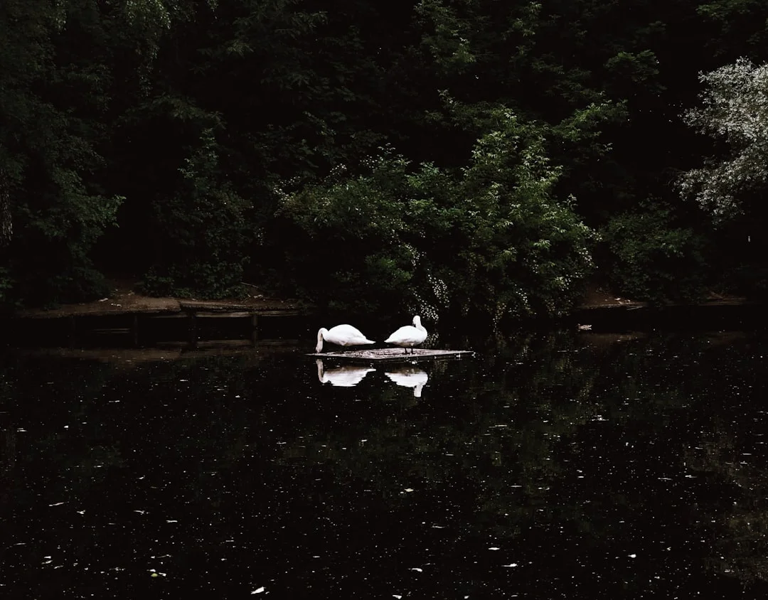 dream sharing food meaning What Does It Mean to Dream About Sharing Food? chinese metaphysics illustration abstract energy