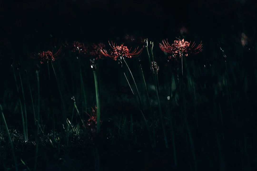 Dreams About Signs From the Universe What Does It Mean to Dream About Signs From the Universe? chinese metaphysics illustration zen style