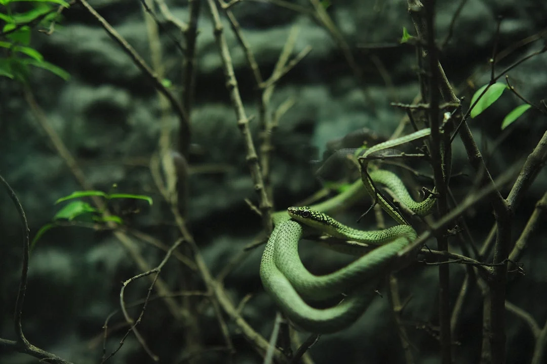 significado de los sueños con serpientes ¿Qué significa soñar con serpientes? chinese metaphysics illustration zen style