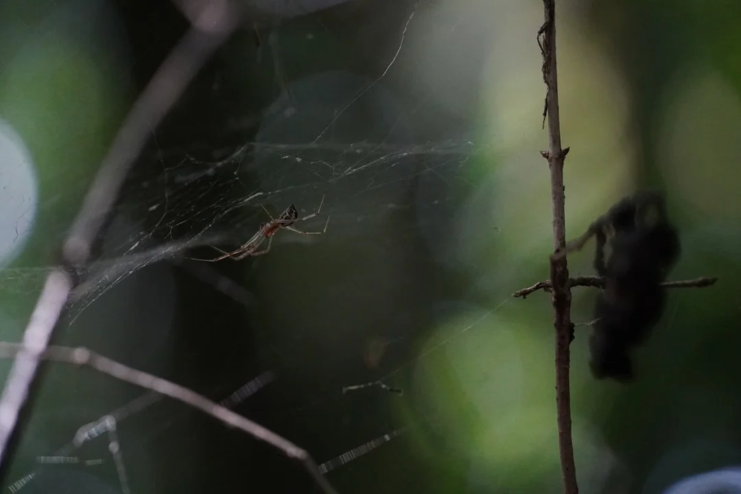 Sueño con Arañas Arañas en Sueños: Desentrañando Significados Ocultos chinese metaphysics illustration zen style