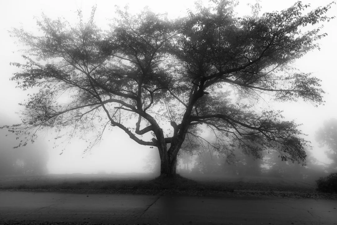 Spiritual Awakening Dreams What Does It Mean to Dream About Spiritual Awakening? chinese metaphysics illustration zen style