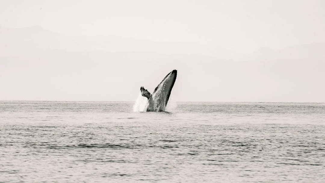 Dream About Wild Animals What Does It Mean to Dream About Wild Animals? chinese metaphysics illustration abstract energy