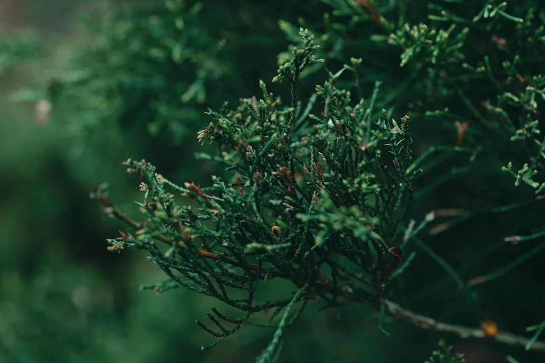 broken doors in dreams Why Do I Dream About Broken Doors? chinese metaphysics illustration zen style