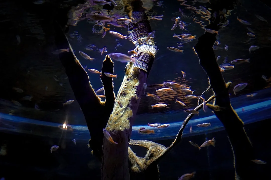 Missing Important Events in Dreams Why Do I Dream About Missing Important Events? chinese metaphysics illustration abstract energy