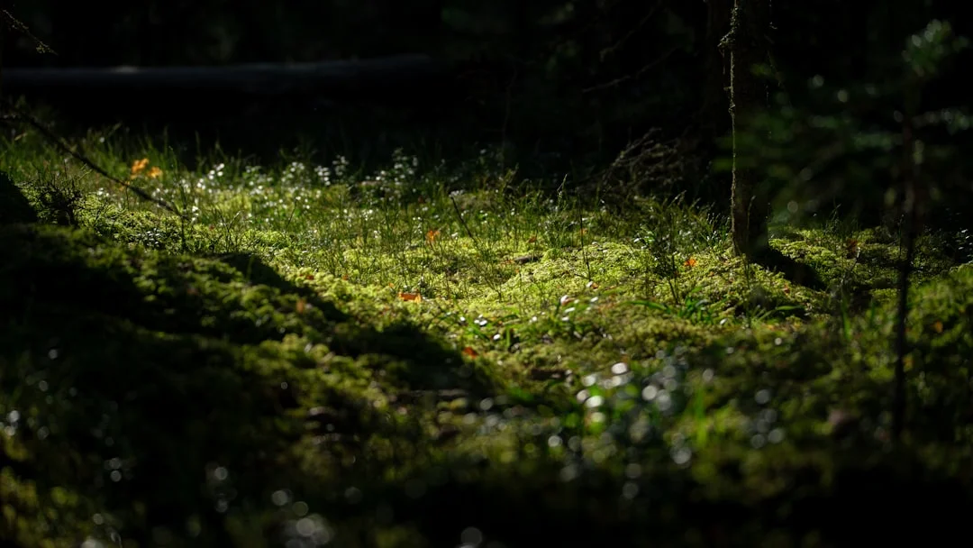 sueño sobre mi casa de infancia significado Significado de Mis Sueños casa de tu infancia chinese metaphysics illustration zen style