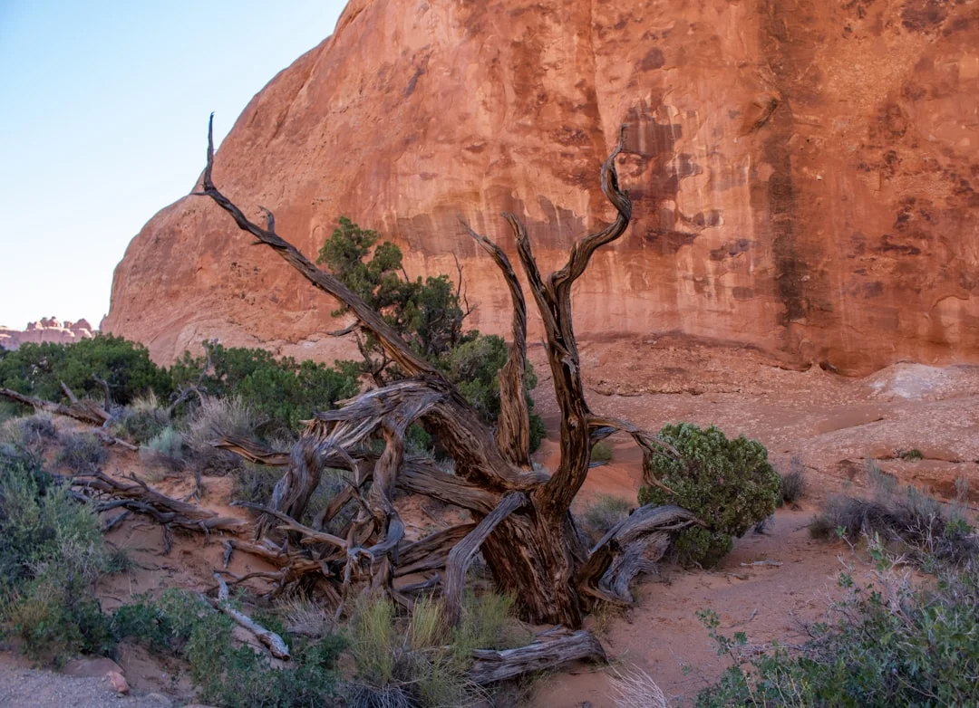 Strange Creature Dreams Why Do I Dream About Strange Creatures? chinese metaphysics illustration abstract energy