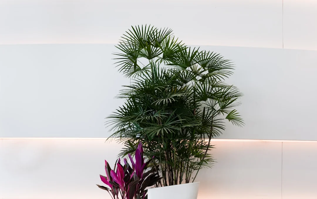 dispositivo feng shui de dormitorio para el sueño Feng Shui de dormitorio: Dispositivo para un mejor sueño chinese metaphysics illustration abstract energy