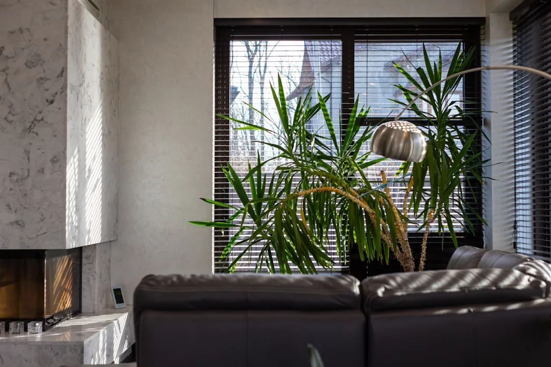 plantas de casa energía del hogar mejora ¿Cómo las plantas pueden mejorar la energía del hogar con feng shui chinese metaphysics illustration abstract energy