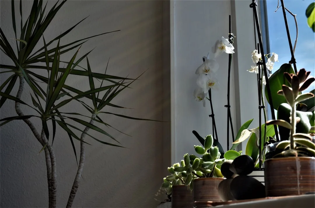 feng shui rooms that affect energy the most What Rooms Affect Feng Shui Energy the Most? chinese metaphysics illustration zen style